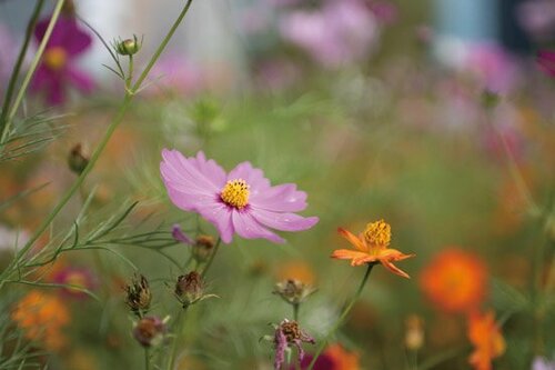 人物も花もランチも何でもぼかせる「F1.4」で精度の高い写真が撮れる