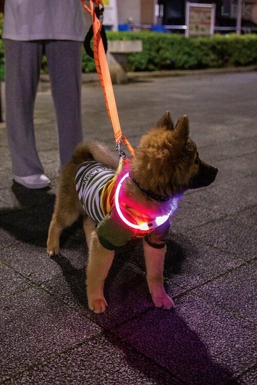 赤と紫のライトが幻想的 犬のお散歩用ライトおすすめ イメージ