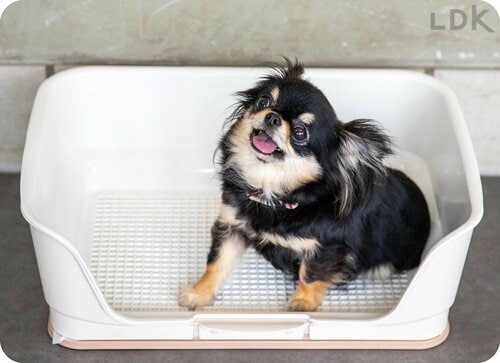 トイレを覚えやすく失敗しにくい 犬用トイレトレーおすすめ イメージ
