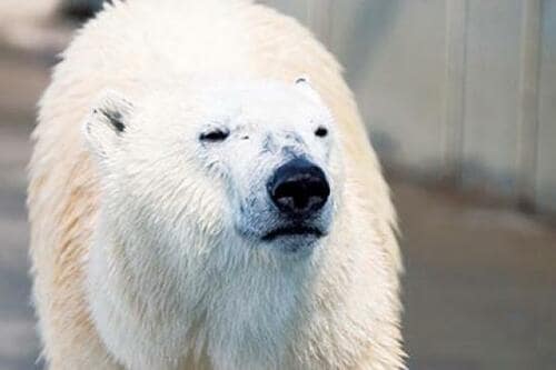 大自然を堪能できる「釧路市動物園」
