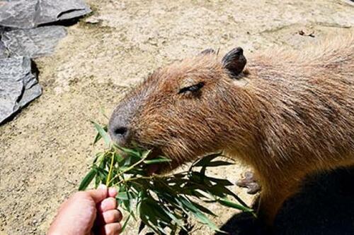 動物と触れ合える! 「長崎バイオパーク」
