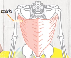 →広背筋を動かしましょう! ズボラストレッチおすすめ イメージ