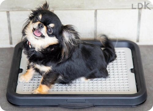 シーツを破られる心配なし! 犬用トイレトレーおすすめ イメージ