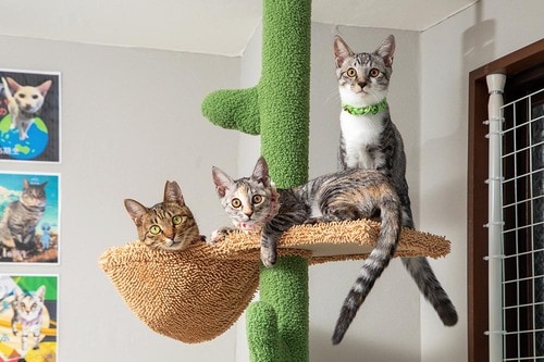 キャットタワーとは? 本当に必要なの? キャットタワーおすすめ イメージ2
