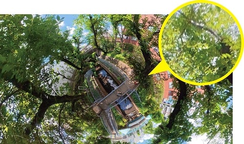 DJI：木の枝まわりが少しボケる部分も 360度カメラおすすめ イメージ