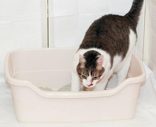 トイレを猫が使わなかったらどうする? 猫用トイレおすすめ イメージ