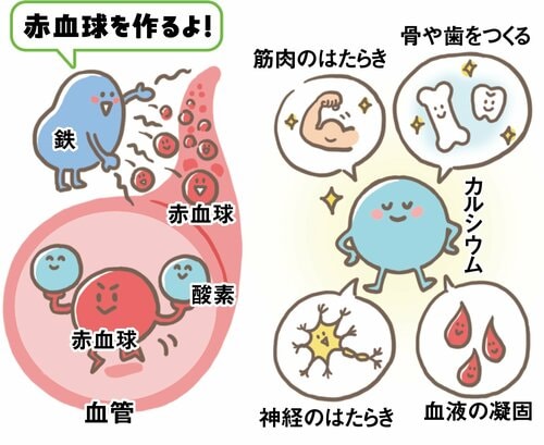 女性に不足しがちな栄養素はありますか？ ヘルシーおやつおすすめ イメージ