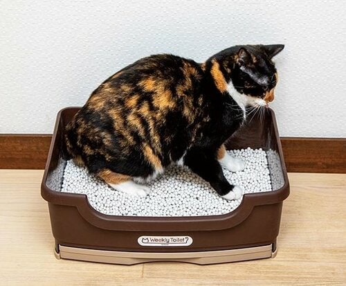 オシッコの臭いがしない! 猫用トイレおすすめ イメージ