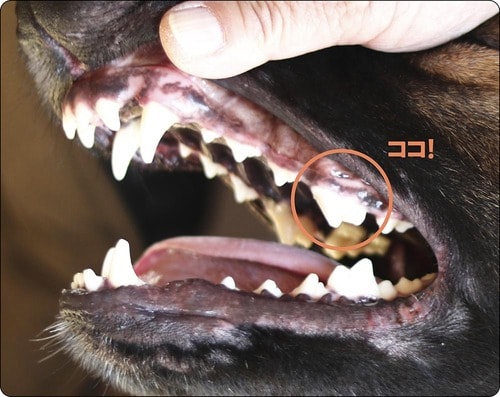 ポイント3:上アゴの奥歯を重点的にみがく 犬用歯ブラシおすすめ イメージ