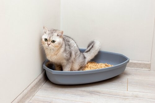 毛玉ケア・キャットフードのメリットは? 毛玉ケア・キャットフードおすすめ イメージ