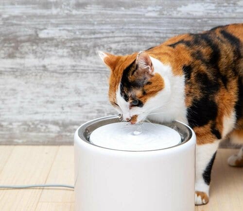 猫用自動給水器とは? 猫用水飲み器おすすめ イメージ
