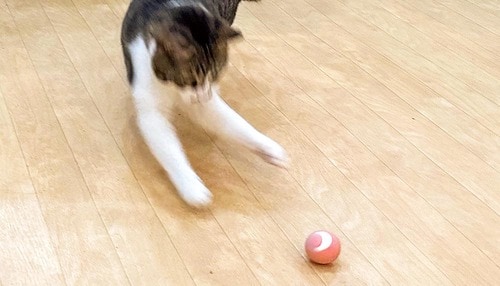 ボール遊びが好きなネコはハマる 猫用おもちゃおすすめ イメージ