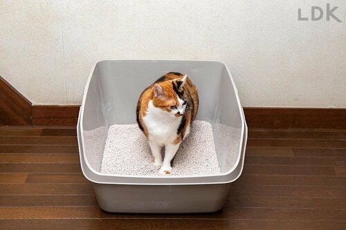 大型の猫トイレとは? 大型の猫トイレおすすめ イメージ