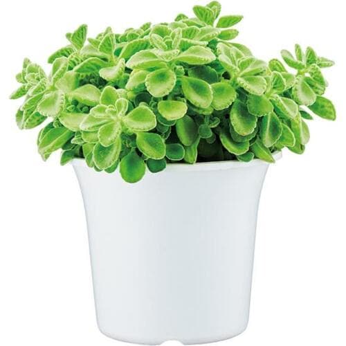 観葉植物としてだけでなく料理やお風呂にも使えます イメージ