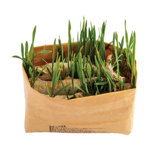 猫草おすすめ 無印良品 猫草栽培セット イメージ2