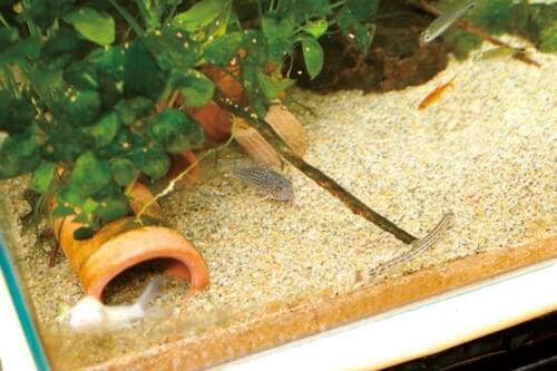 留守中に餌やりできない問題は「自動餌やり機」が解決します 自動給餌器おすすめ イメージ3