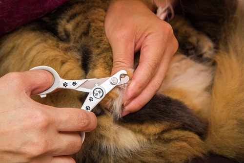 扱いやすいうえに切れ味がとてもいい 猫用爪切りおすすめ イメージ2