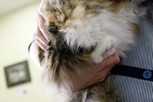 【極意7】抱き方のコツを掴めばコミュニケーションはバッチリ イメージ2