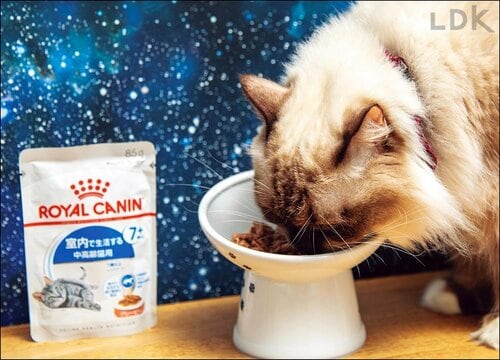 研究や生産工場の実態がよくわかり信頼性の高さはトップクラス! 猫用ウェットフードおすすめ イメージ