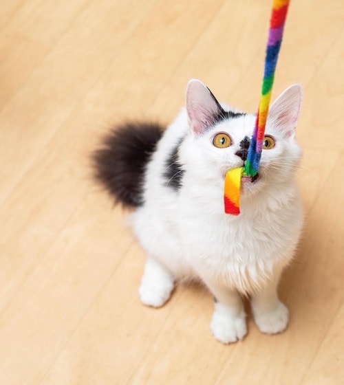 ▼テスト結果 猫用おもちゃおすすめ イメージ