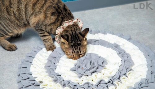 興奮して遊ぶネコ多数 猫用おもちゃおすすめ イメージ