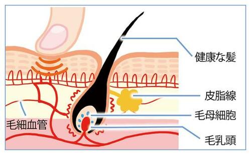 1：1日3分の頭皮マッサージで血行を促進させる イメージ