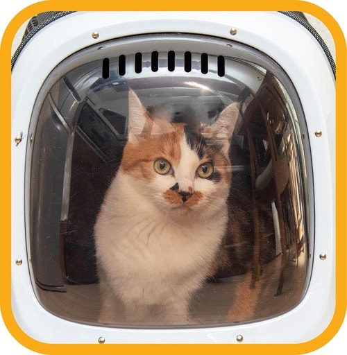 スモーク付きで外から見えにくい 猫用キャリーバッグおすすめ イメージ