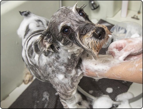 被毛がサラサラで指通りもグッド！ 犬用シャンプーおすすめ イメージ
