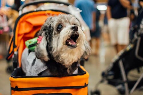 メリット1：人混みから愛犬をガード 小型犬向けペットカートおすすめ イメージ