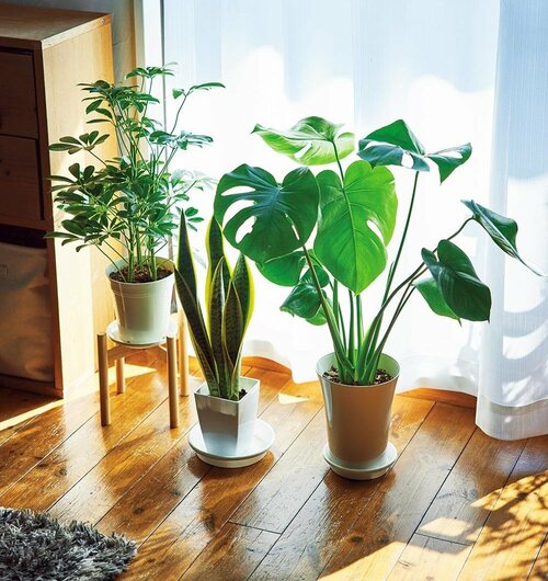 観葉植物、枯らしていませんか？ 観葉植物おすすめ イメージ
