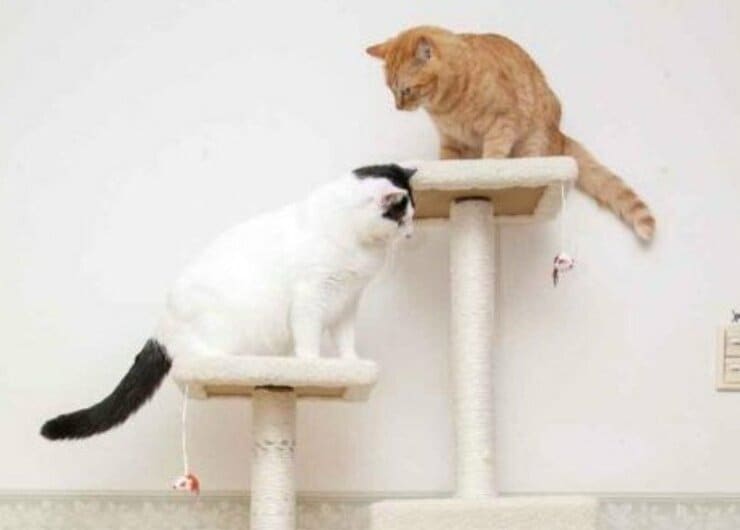 省スペースで頑丈！くつろげる