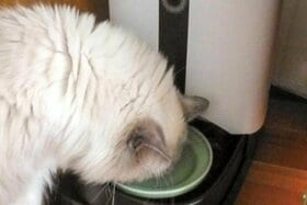 【ネコ自動給餌機】カメラ付き餌ロボ「カリカリマシーン」って便利ですか？｜ネットの評判グッズを猫とプロがテスト