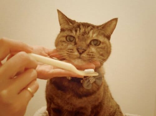 【Q9】スムーズに投薬するコツはあるの？ イメージ