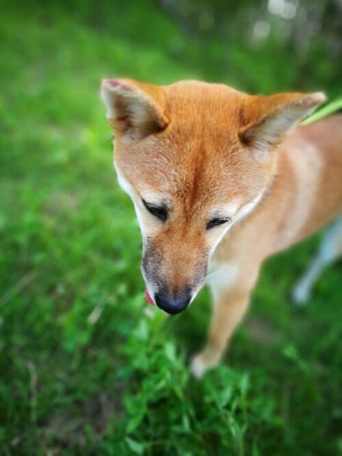 美しい丸ボケも自由自在