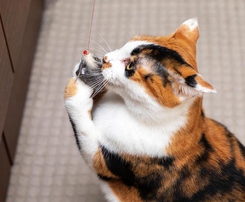 ▼テスト結果 猫用おもちゃおすすめ イメージ