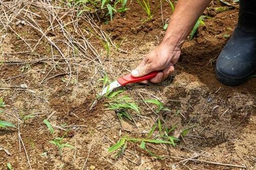 清水製作所「モンブラン 草取り一番 215mm」 イメージ2