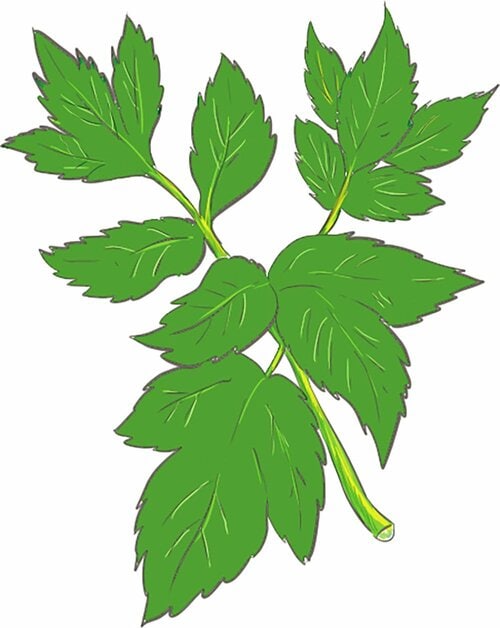 明日葉 青汁おすすめ イメージ