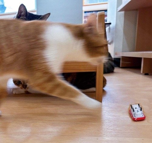 ネコダッシュにぴったりなのは？ 猫用おもちゃおすすめ イメージ2