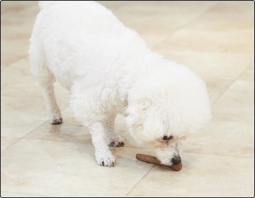 犬好みでないのか噛んだり遊んだりしない 犬用おもちゃおすすめ イメージ