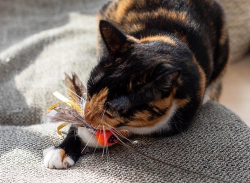 ▼テスト結果 猫用おもちゃおすすめ イメージ