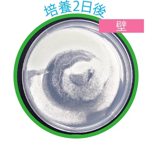 培養2日後の壁 防カビ剤おすすめ イメージ