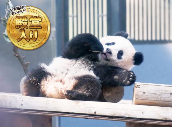 21年 かわいい 動物 いきもの人気ランキング30選 動物園 水族館で会える 360life サンロクマル 21年 かわいい 動物 いきもの人気ランキング30選 動物園 水族館で会える 360life サンロクマル