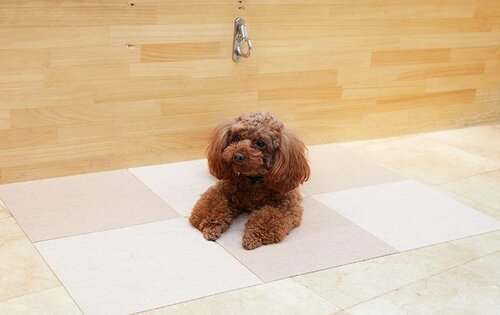 弱点が見当たらないフローリングマットの最高峰! 犬用フローリングマットおすすめ イメージ3