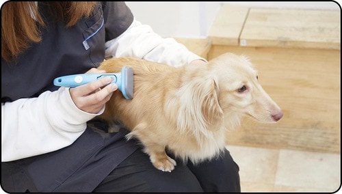 本体は少しチープだが使い勝手は良い 犬用ブラシおすすめ イメージ