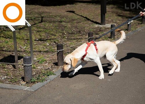 選び方2:適度な柔軟性のものを選ぶ 犬用リードおすすめ イメージ