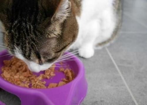 【変える前に知ってほしい!】キャットフードの選び方