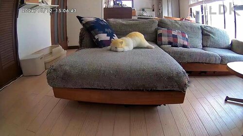 夕方もカラー画像でネコの様子がよくわかる！ ペットカメラおすすめ イメージ