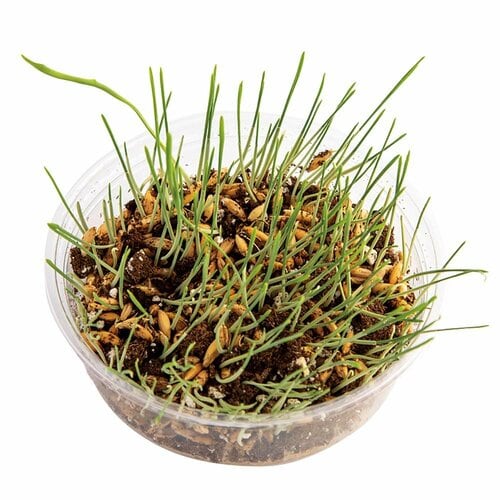 猫草おすすめ アラタ ねこの草栽培セット イメージ2