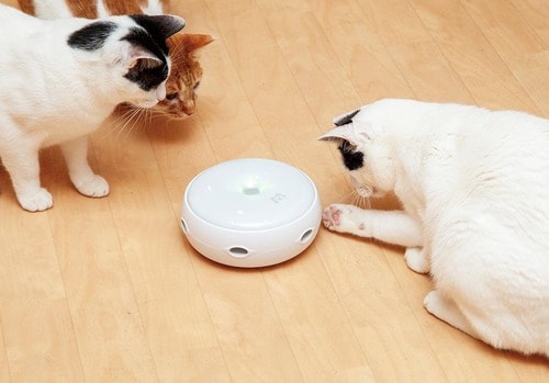 最初は多くのネコが夢中で遊ぶけど…… 猫用おもちゃおすすめ イメージ