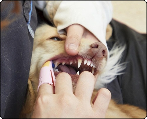 大きすぎて歯をみがきづらいのが難点 犬用歯ブラシおすすめ イメージ